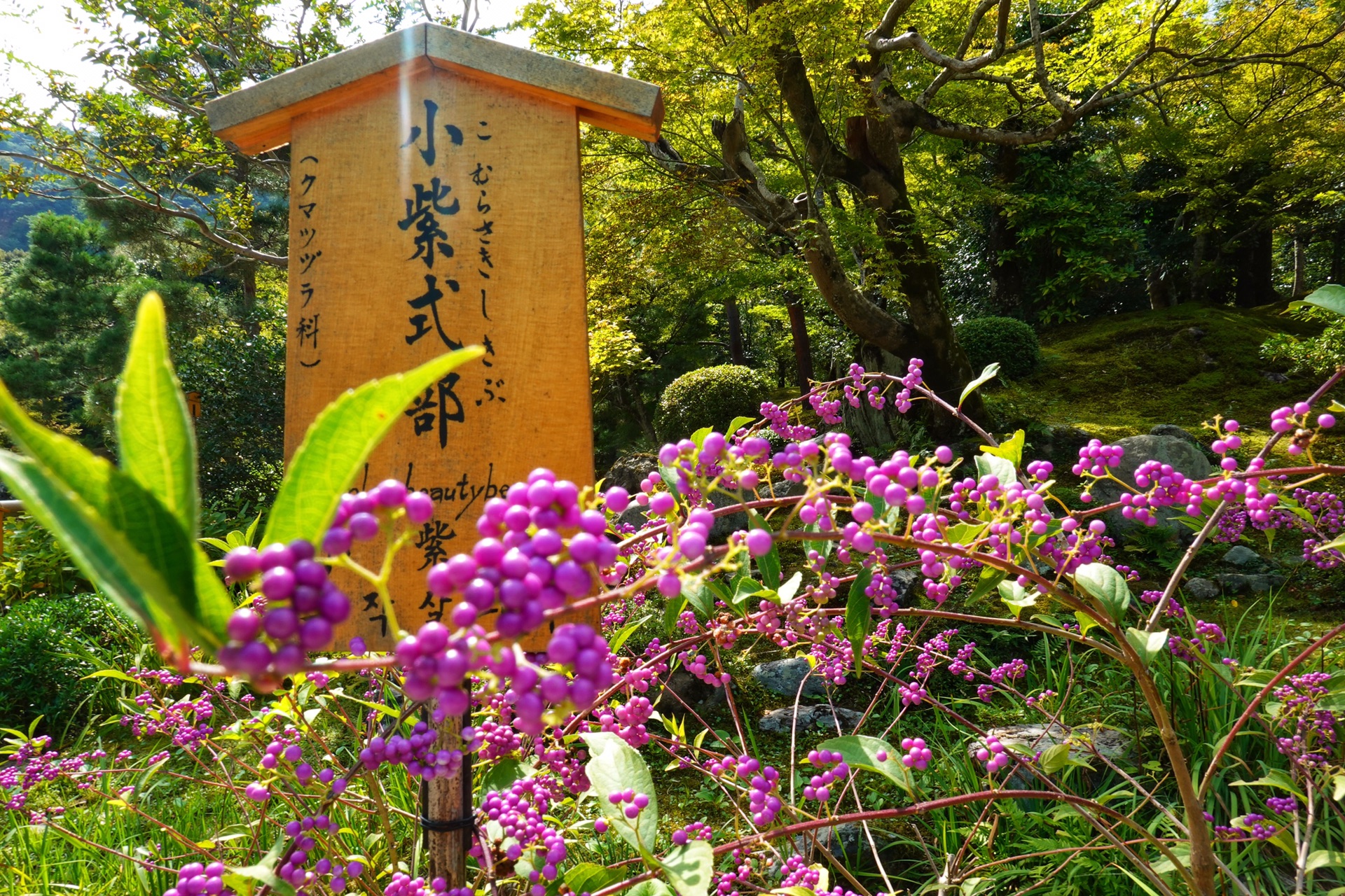 京都自助遊攻略