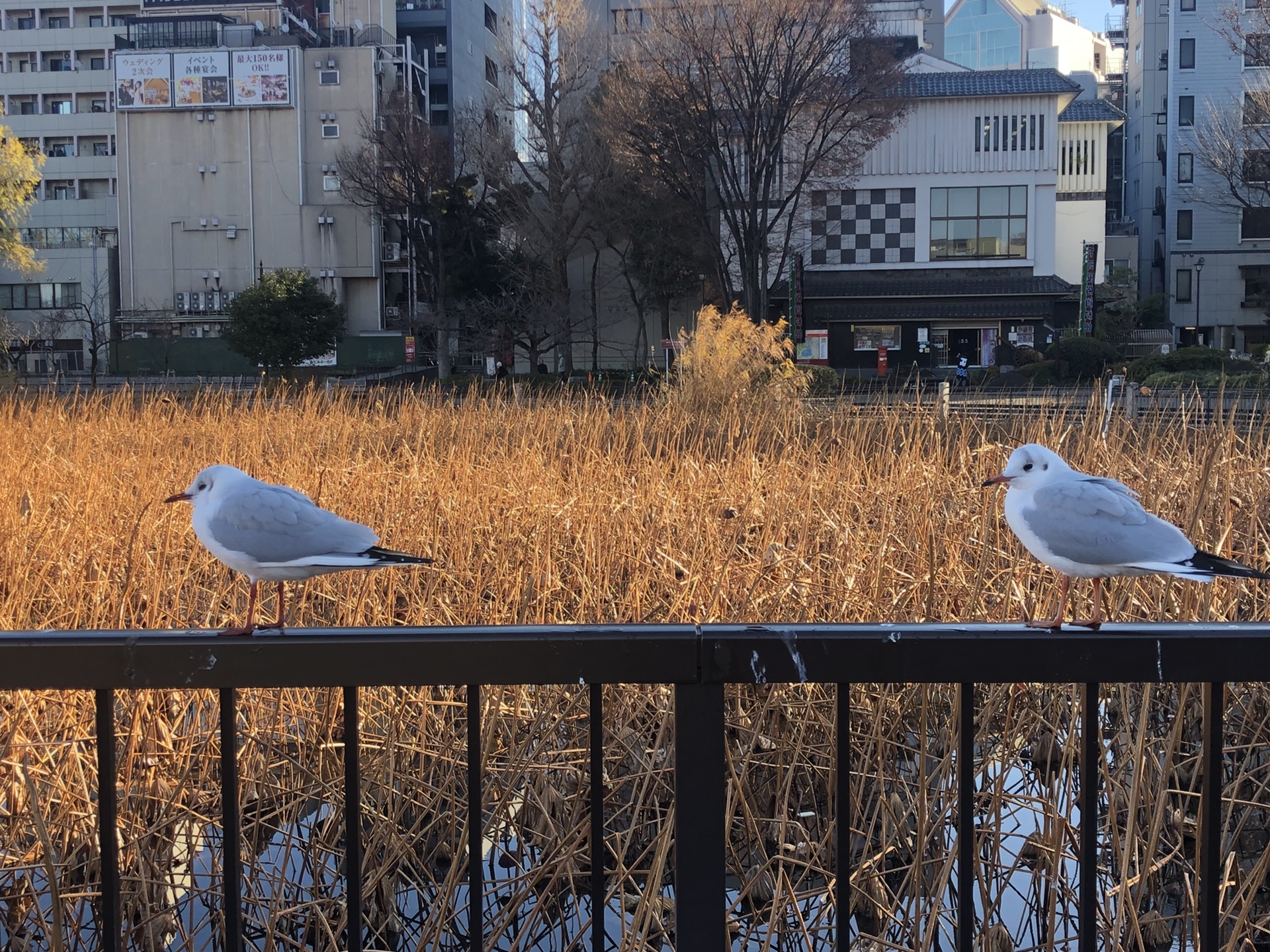 東京自助遊攻略