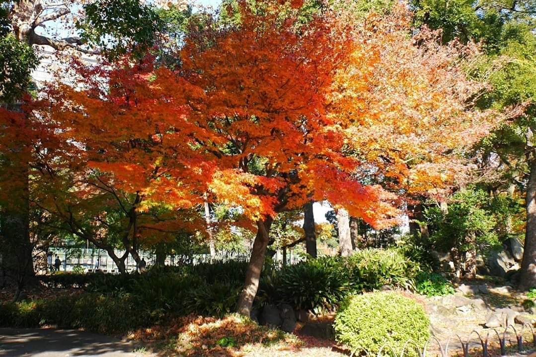 東京自助遊攻略