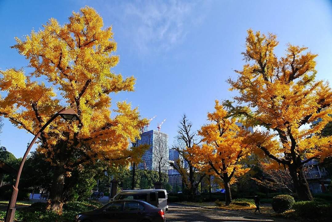 東京自助遊攻略