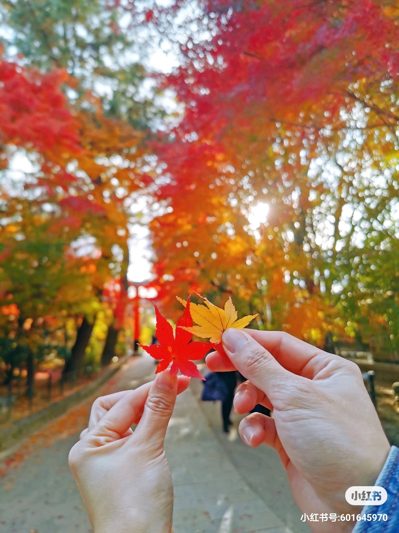 京都自助遊攻略