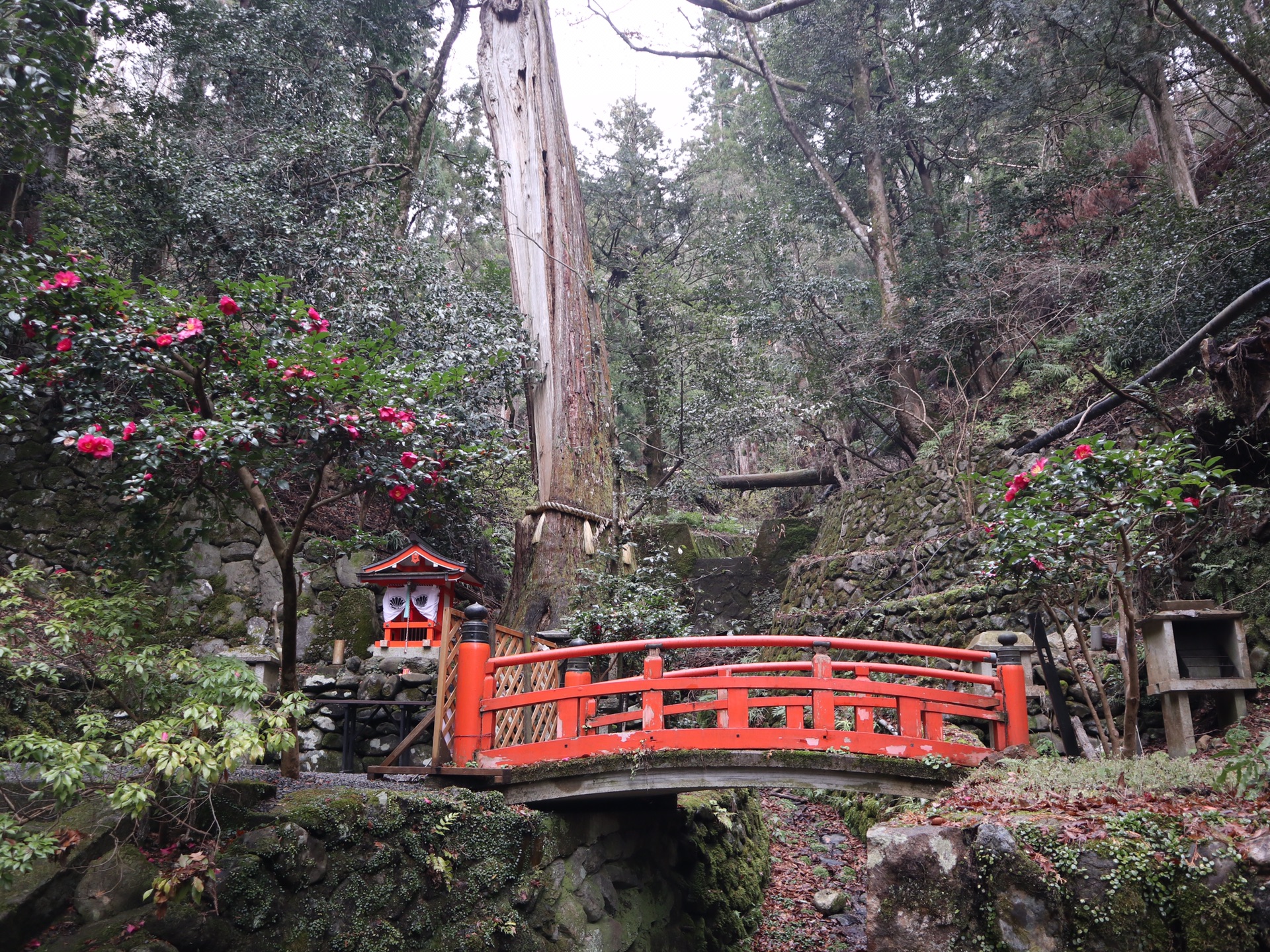 京都自助遊攻略