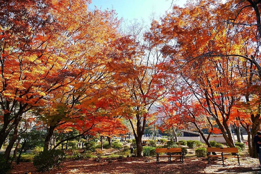 東京自助遊攻略