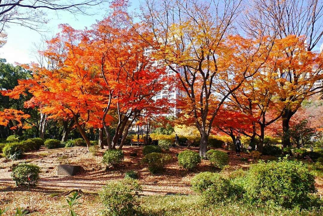 東京自助遊攻略