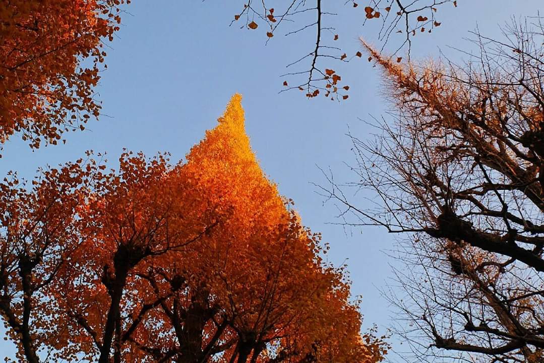 東京自助遊攻略