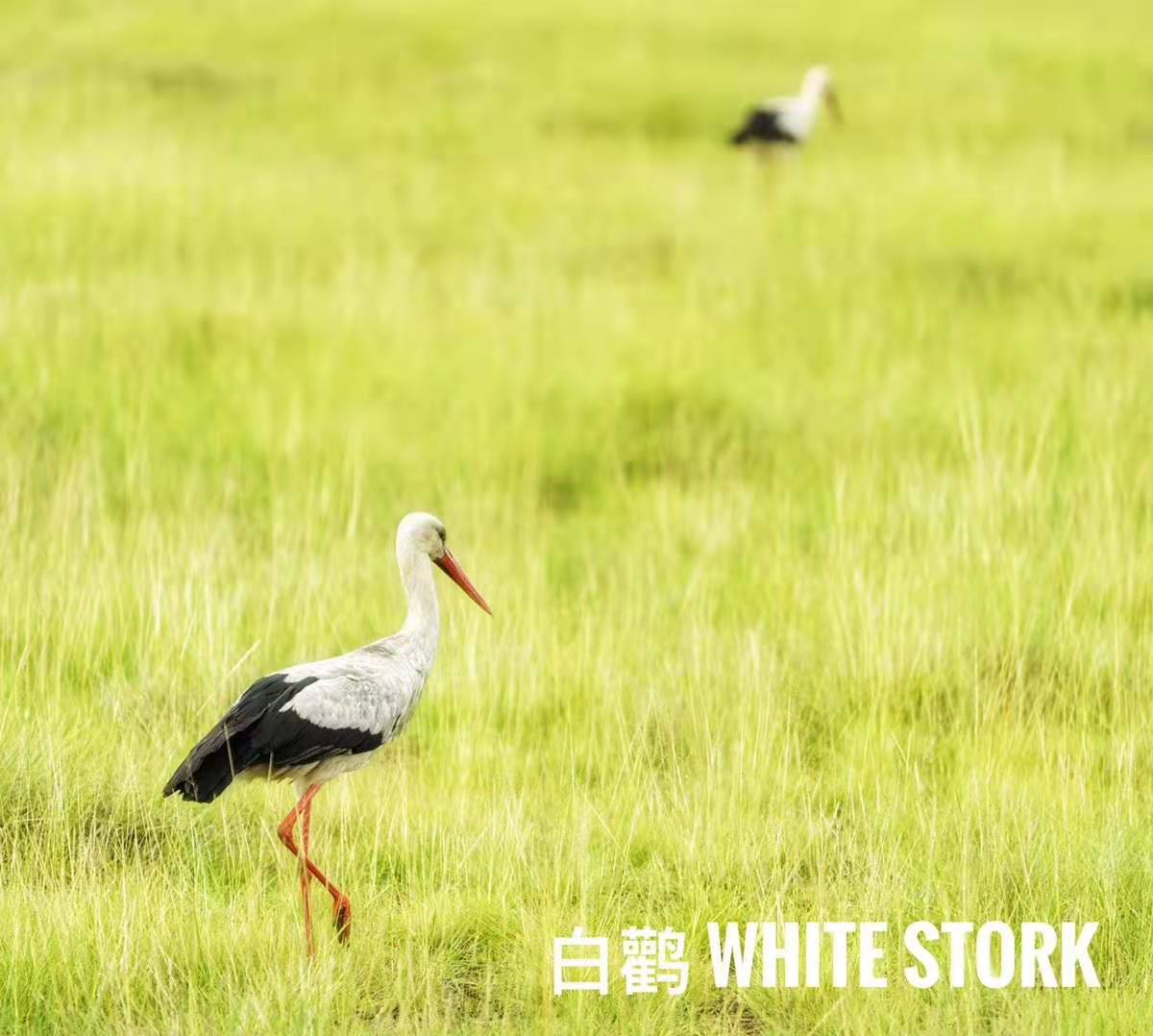 坦桑尼亞自助遊攻略