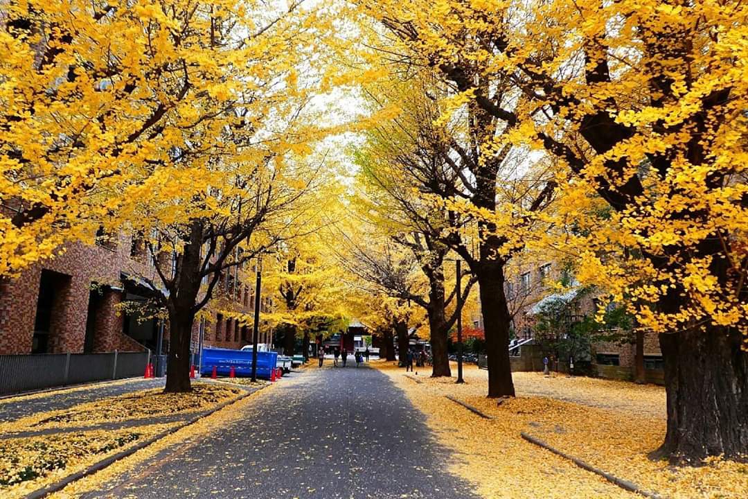 東京自助遊攻略