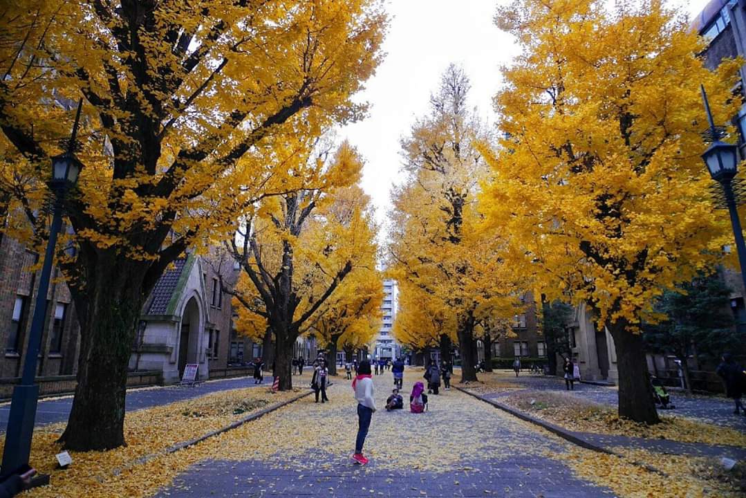 東京自助遊攻略