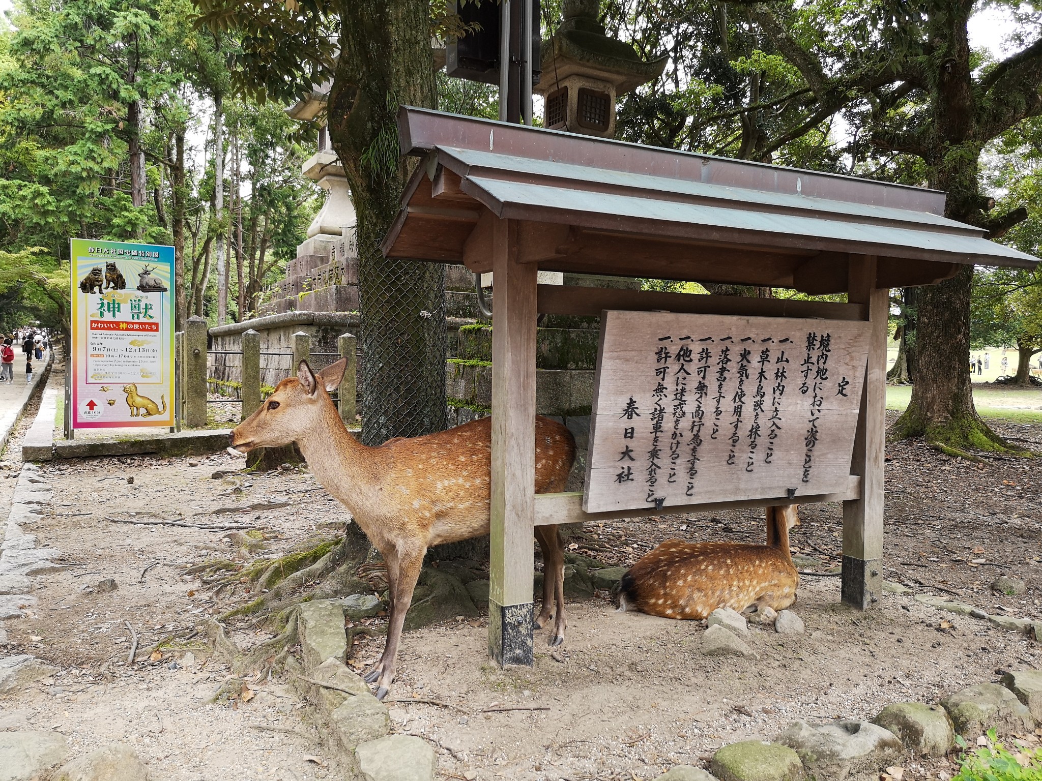 京都自助遊攻略