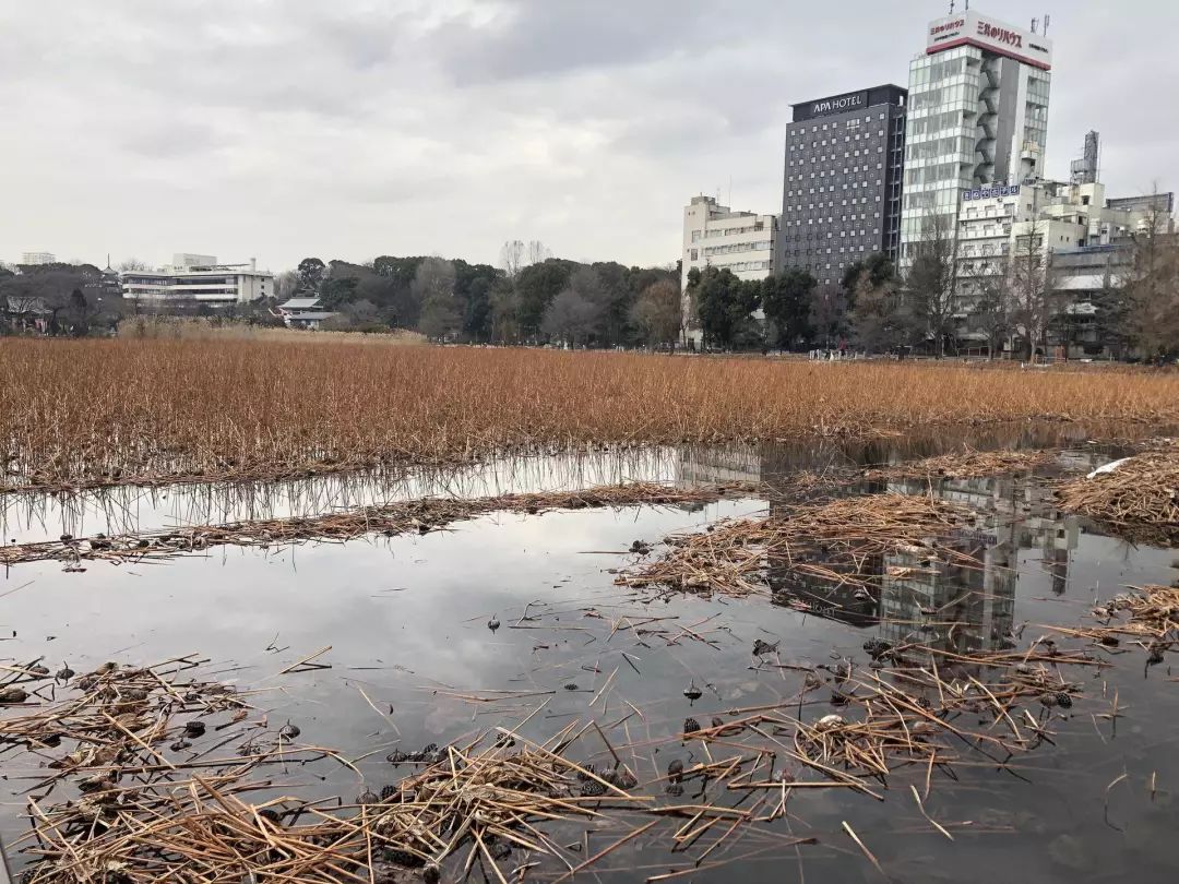 東京自助遊攻略