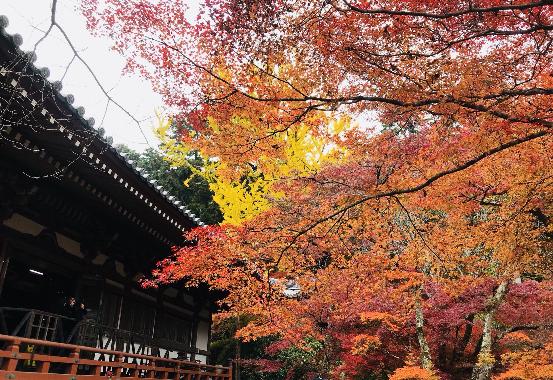 京都自助遊攻略