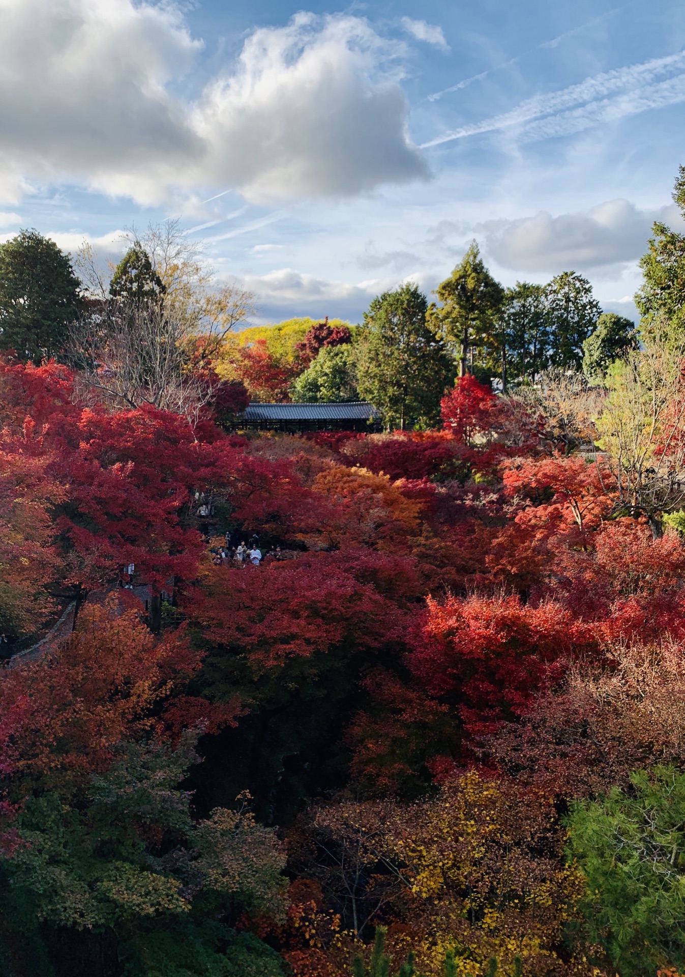 京都自助遊攻略