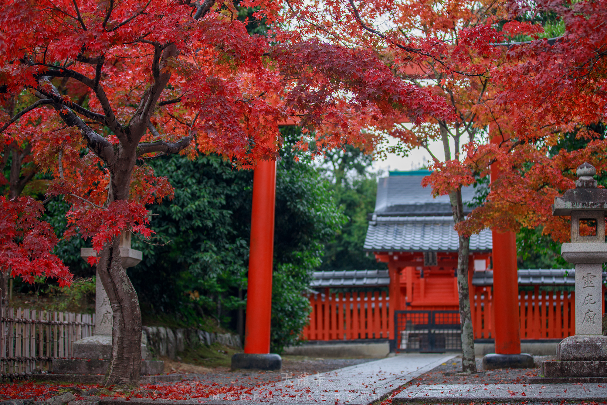 京都自助遊攻略