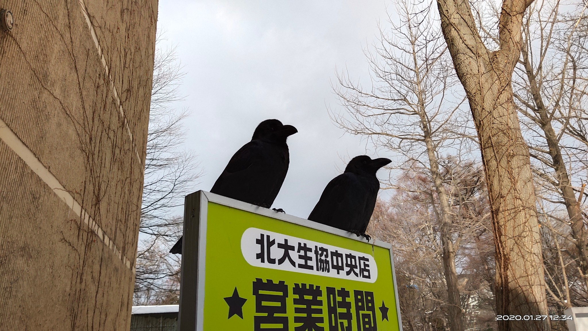 北海道自助遊攻略