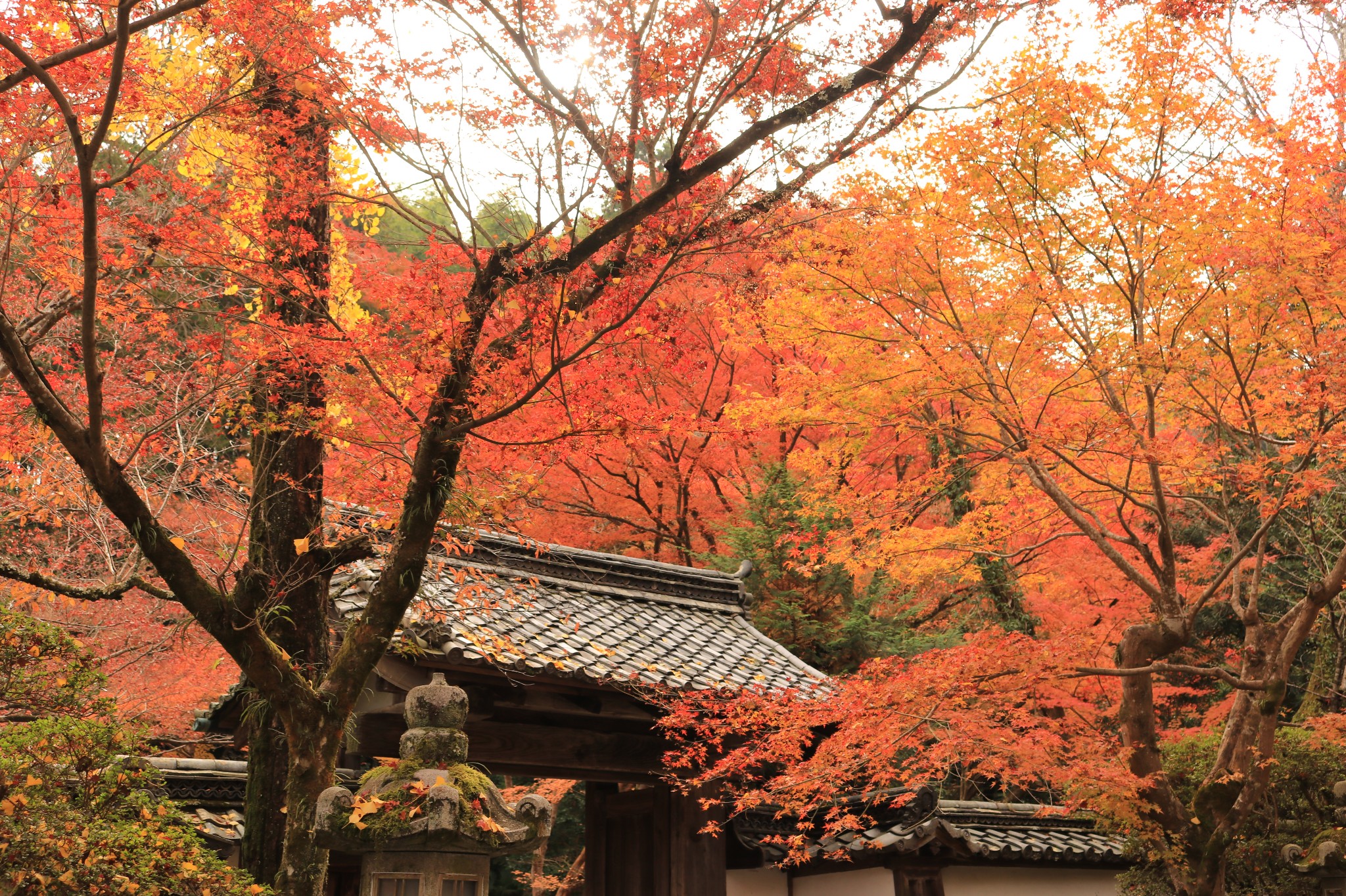 京都自助遊攻略