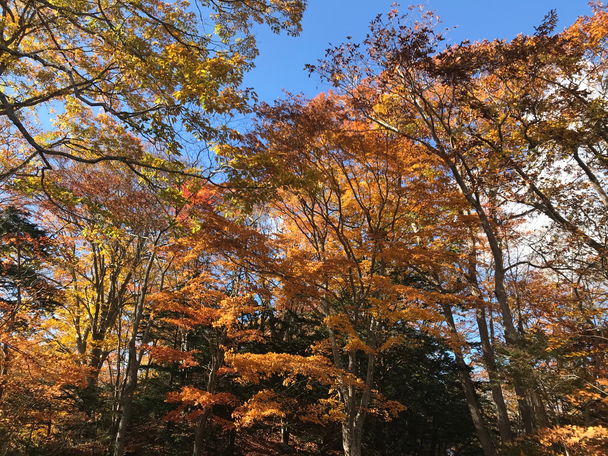 北海道自助遊攻略