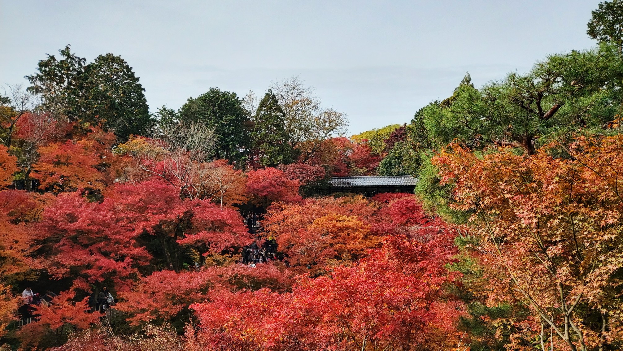 京都自助遊攻略