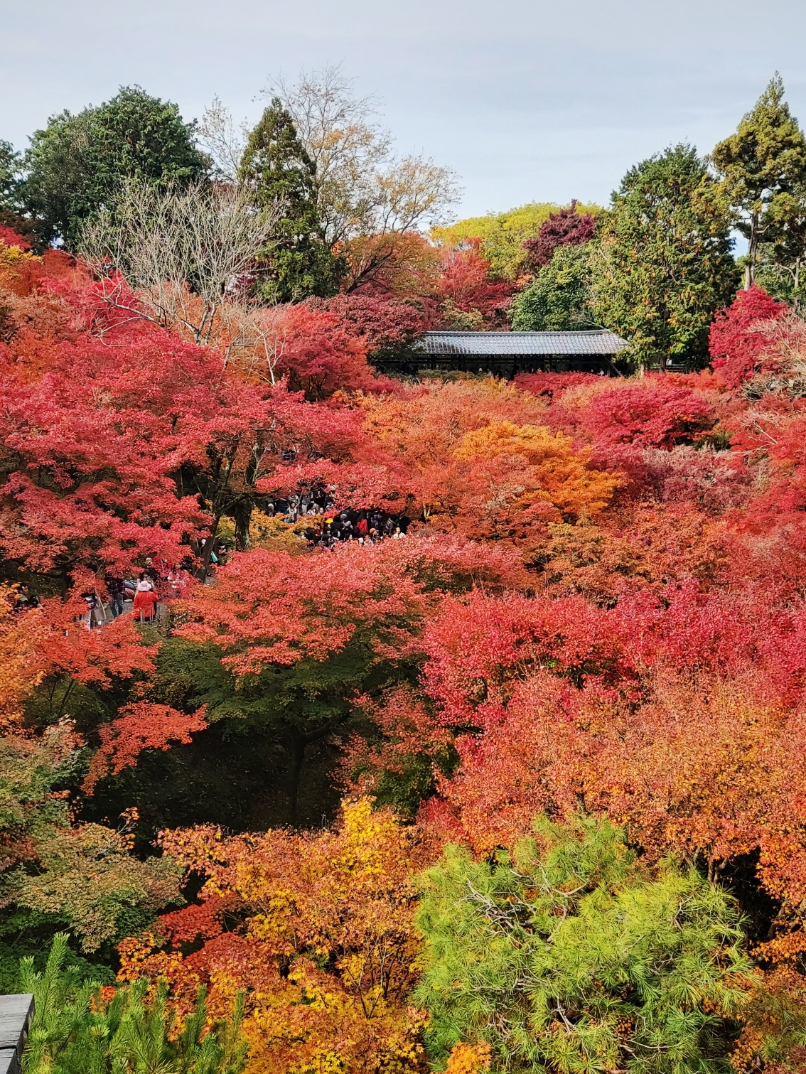 京都自助遊攻略