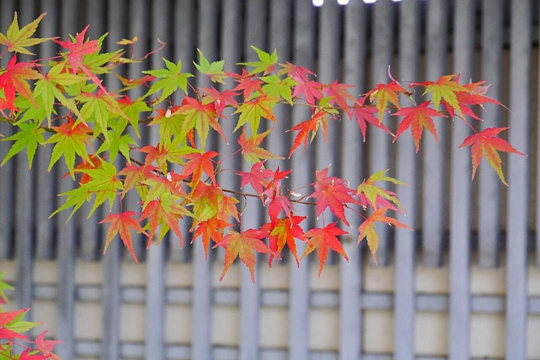 京都自助遊攻略