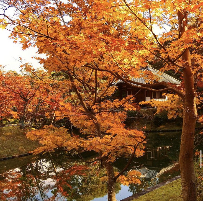 想去京都的桂离宫 怎么预约 马蜂窝