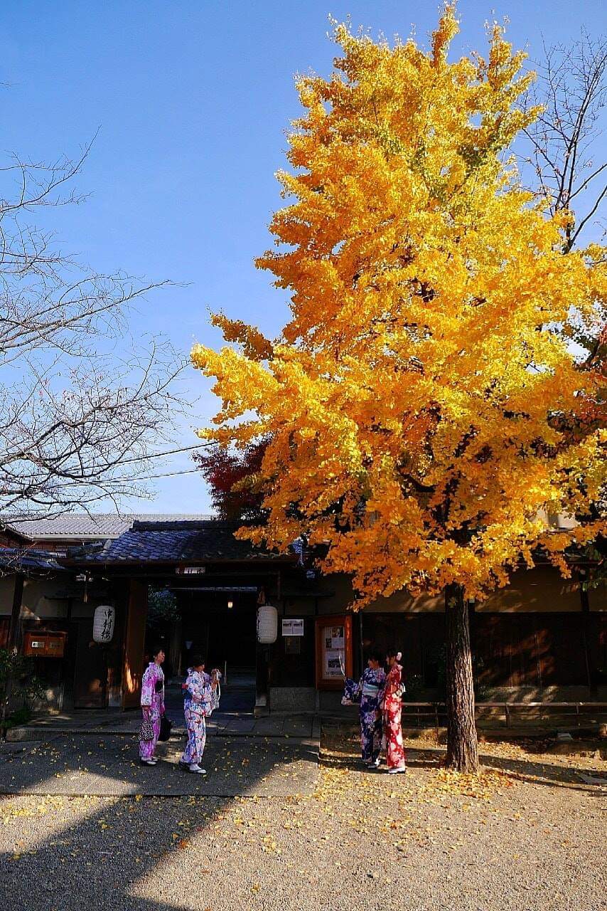 京都自助遊攻略