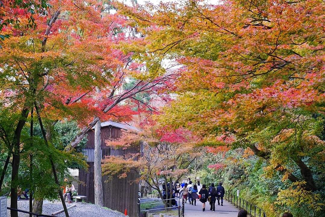 京都自助遊攻略