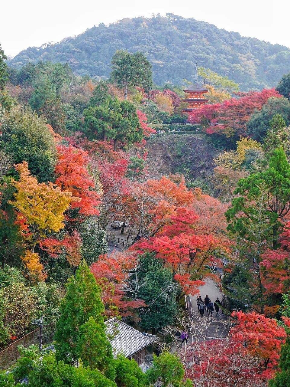 京都自助遊攻略