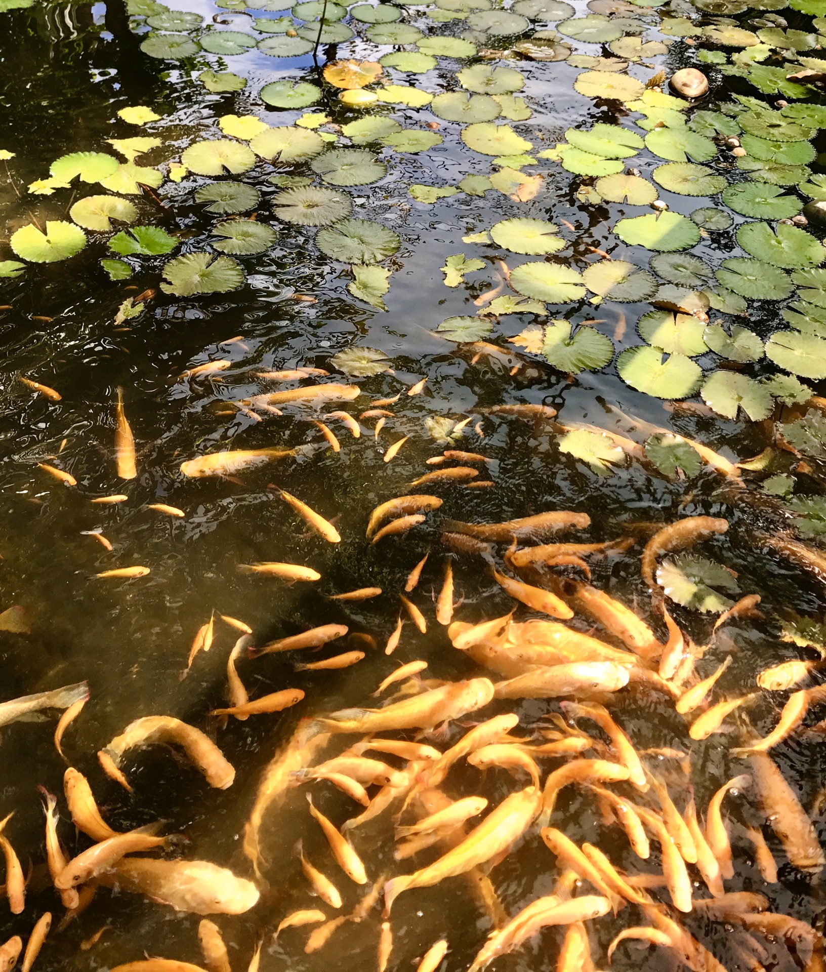 大溪地自助遊攻略