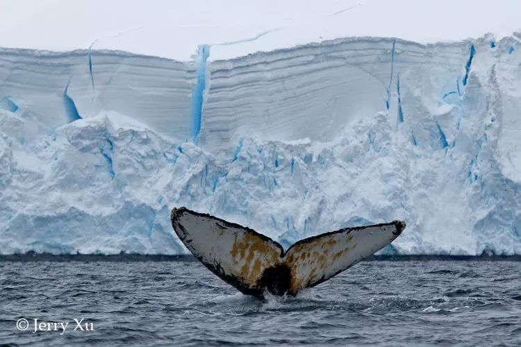 南极地下湖巨大生物图片