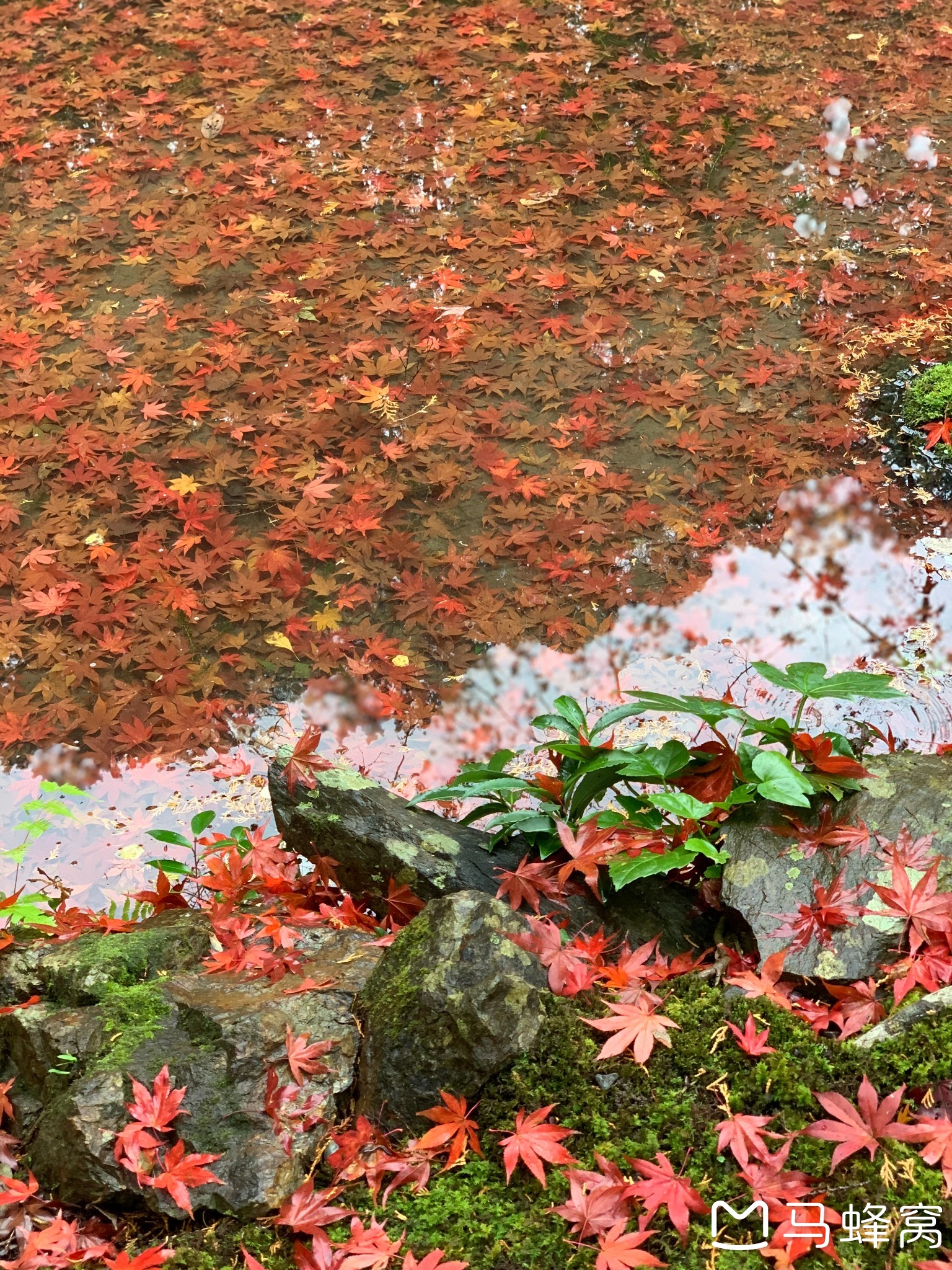 京都自助遊攻略