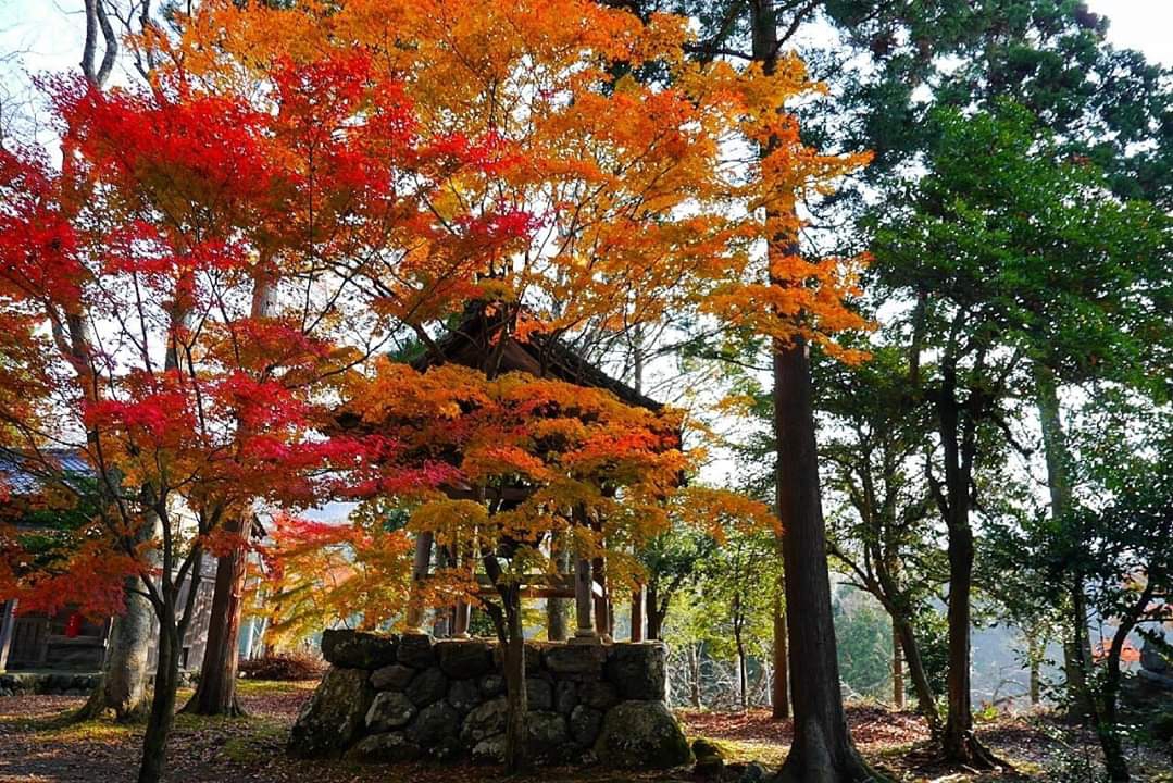 京都自助遊攻略