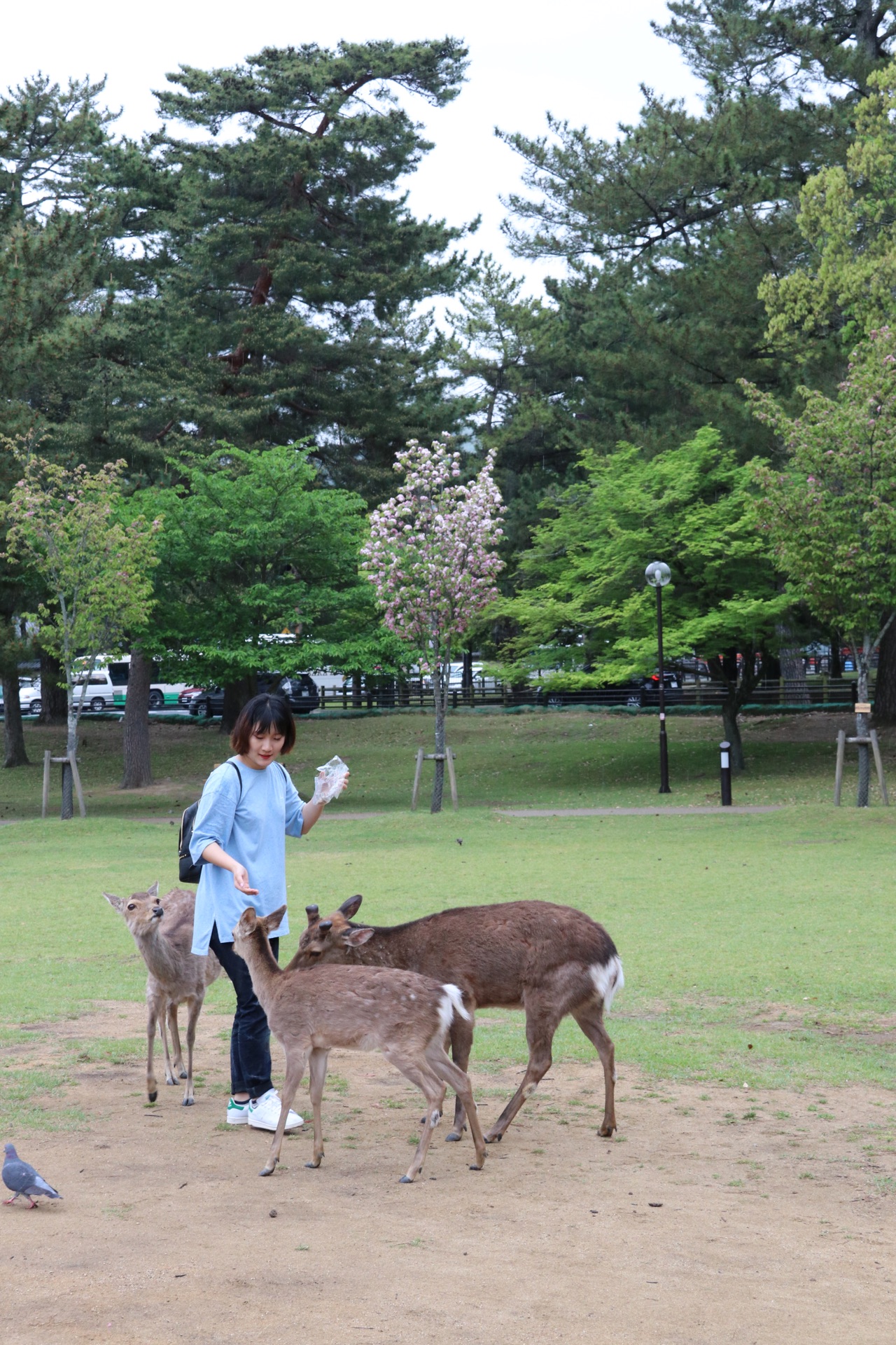 北海道自助遊攻略