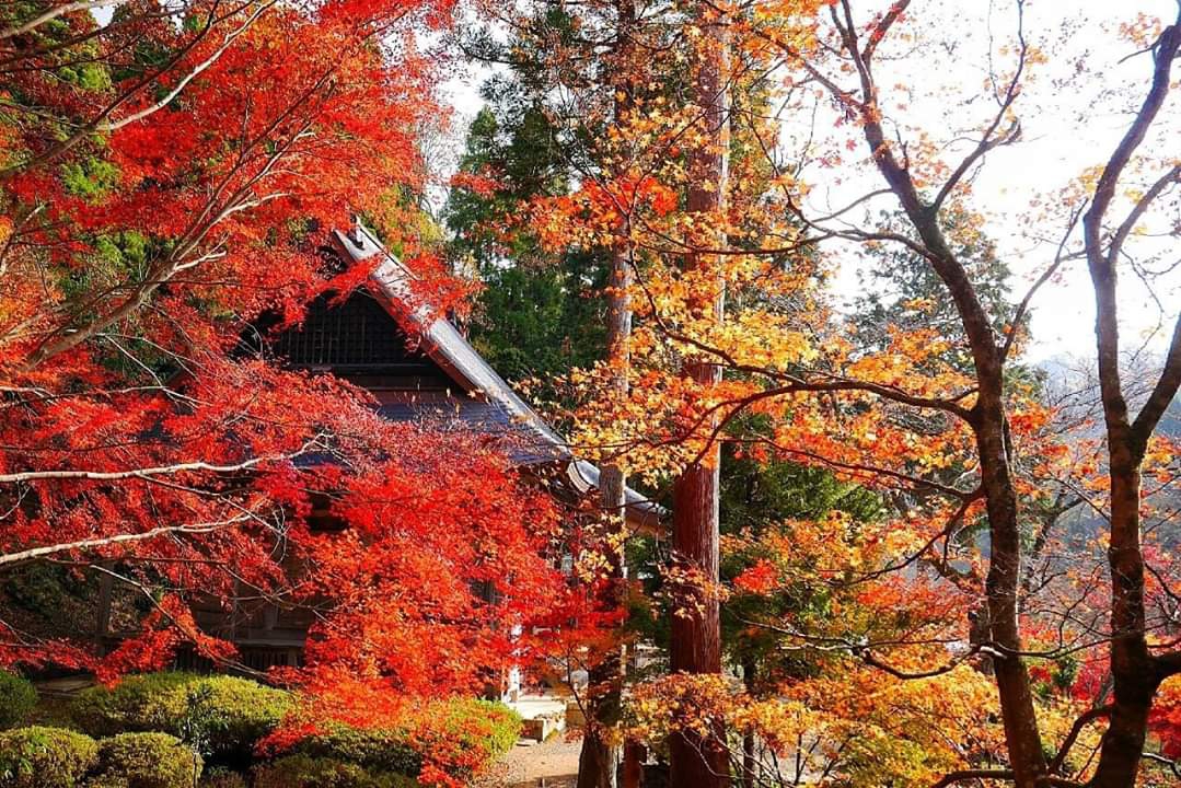 京都自助遊攻略