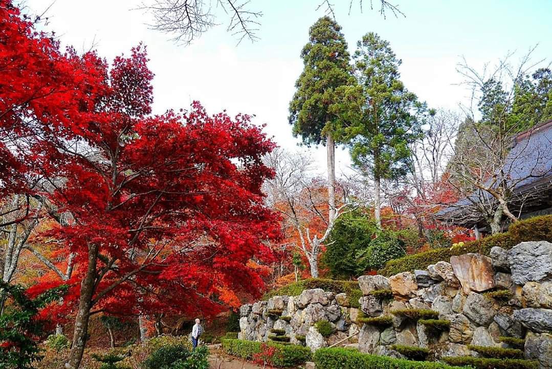 京都自助遊攻略