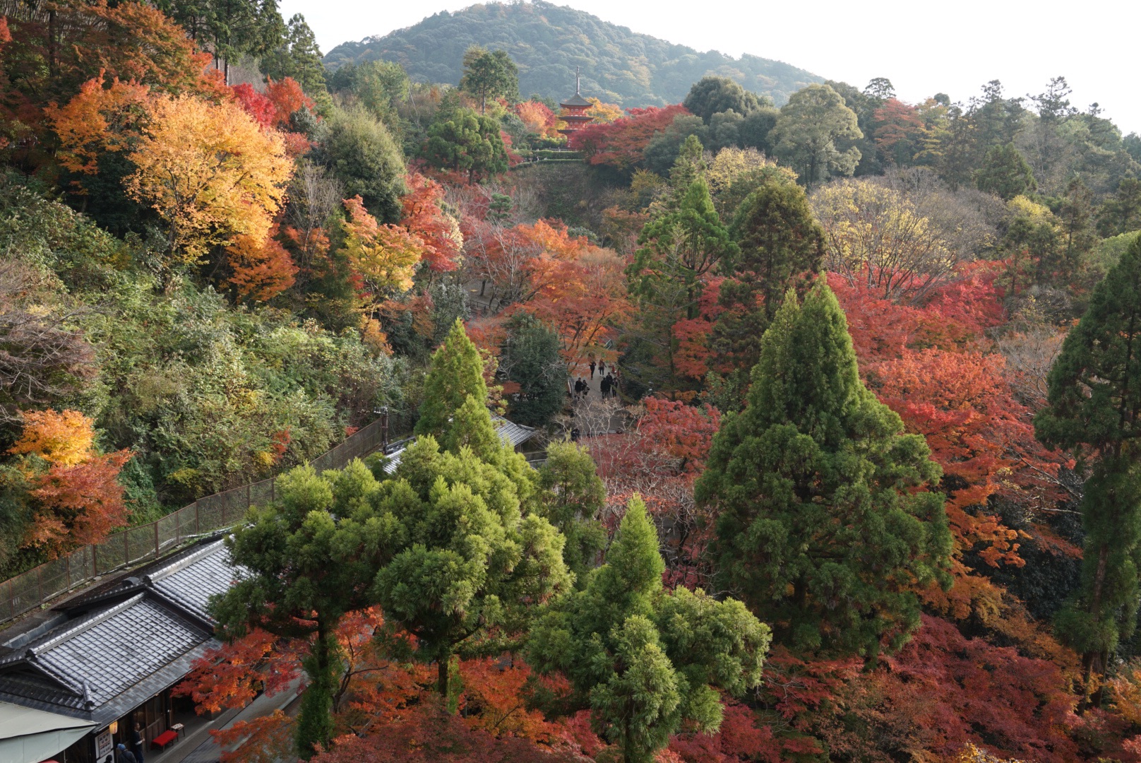 京都自助遊攻略