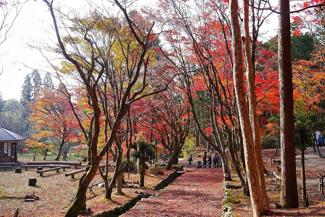 京都自助遊攻略