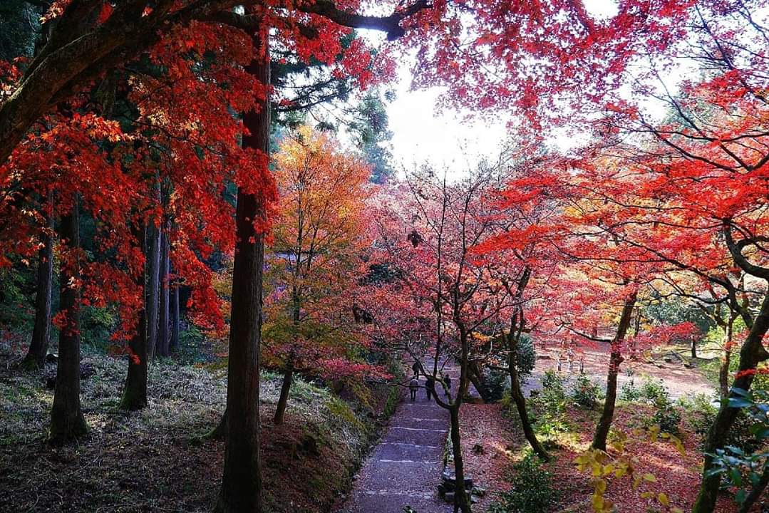 京都自助遊攻略