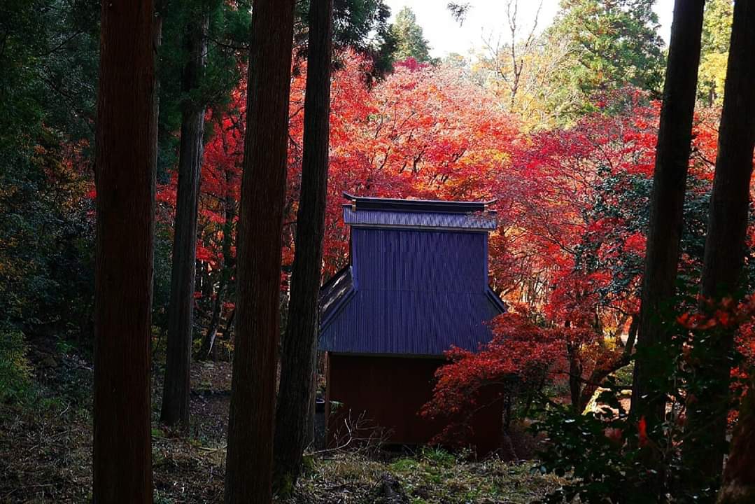 京都自助遊攻略