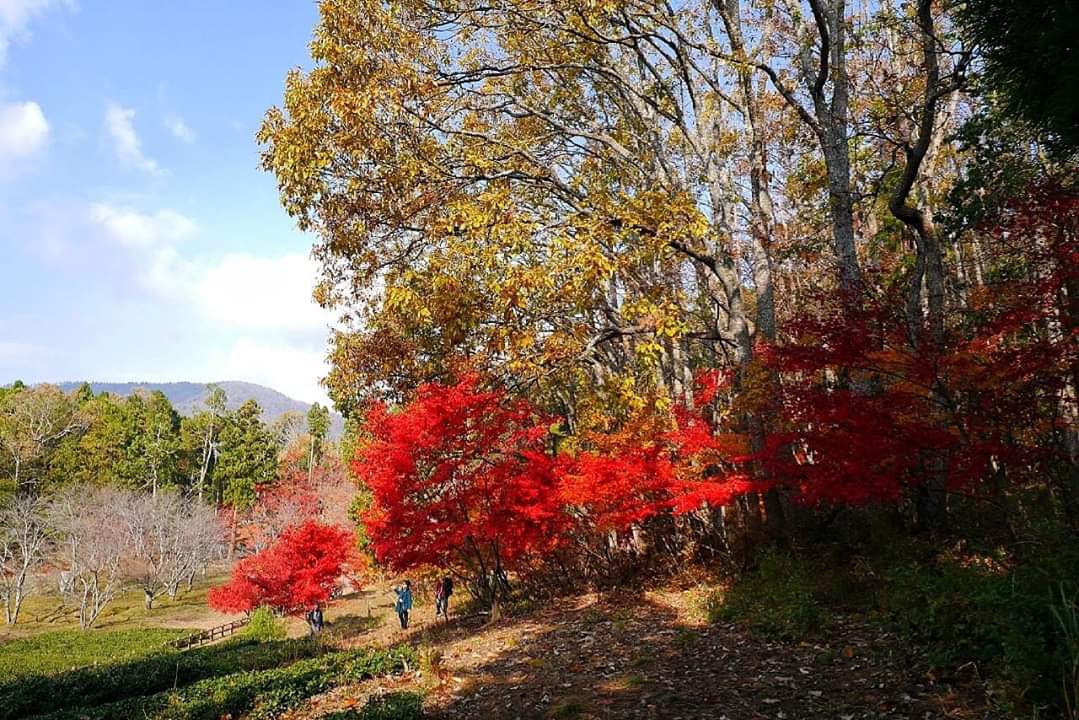 京都自助遊攻略