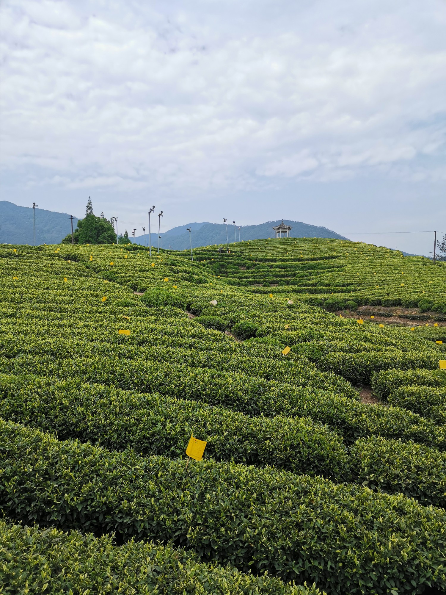 大木山茶园