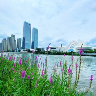 梅溪湖公园-节庆岛旅游图片,梅溪湖公园-节庆岛自助游图片,梅溪湖公园