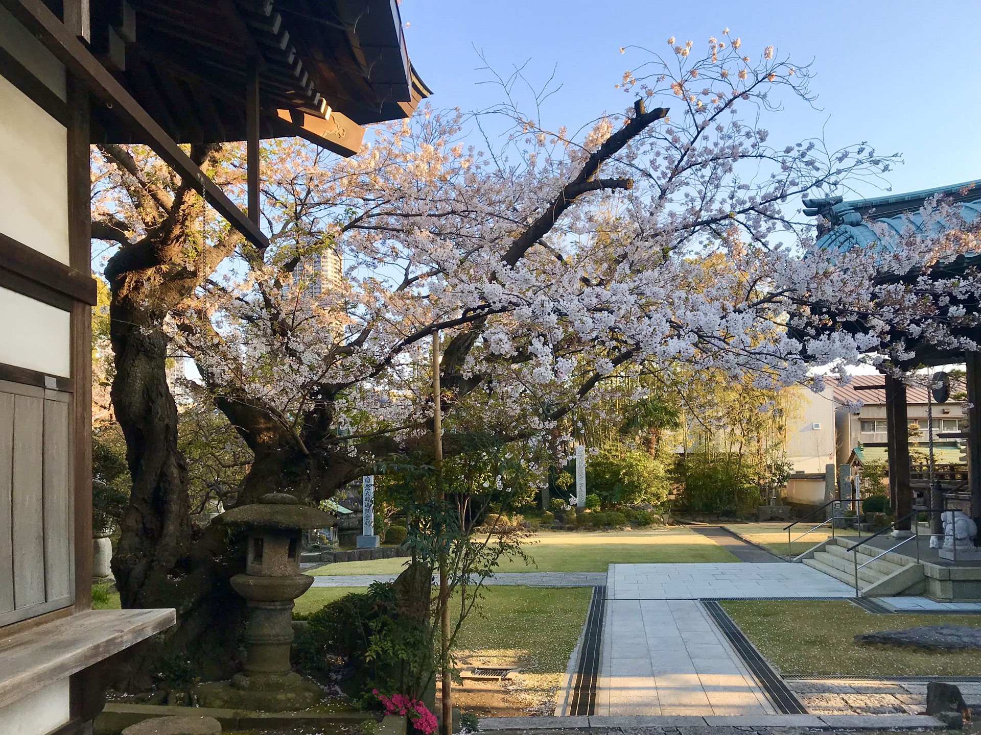 川崎·西明寺的樱花季节_游记