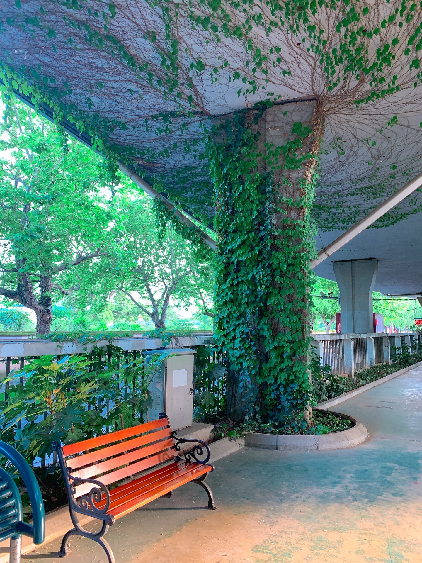 长沙紫凤公园,琼花主题公园打卡