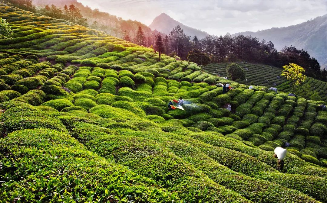 云游黄山 | "状元县"休宁邀您共赴名山秀水之约