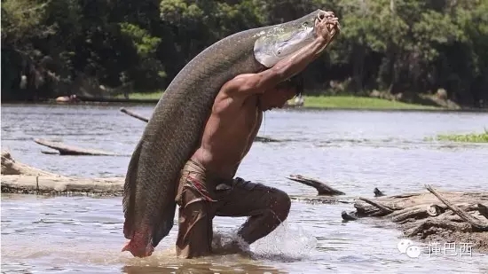 亞馬遜河自助遊攻略