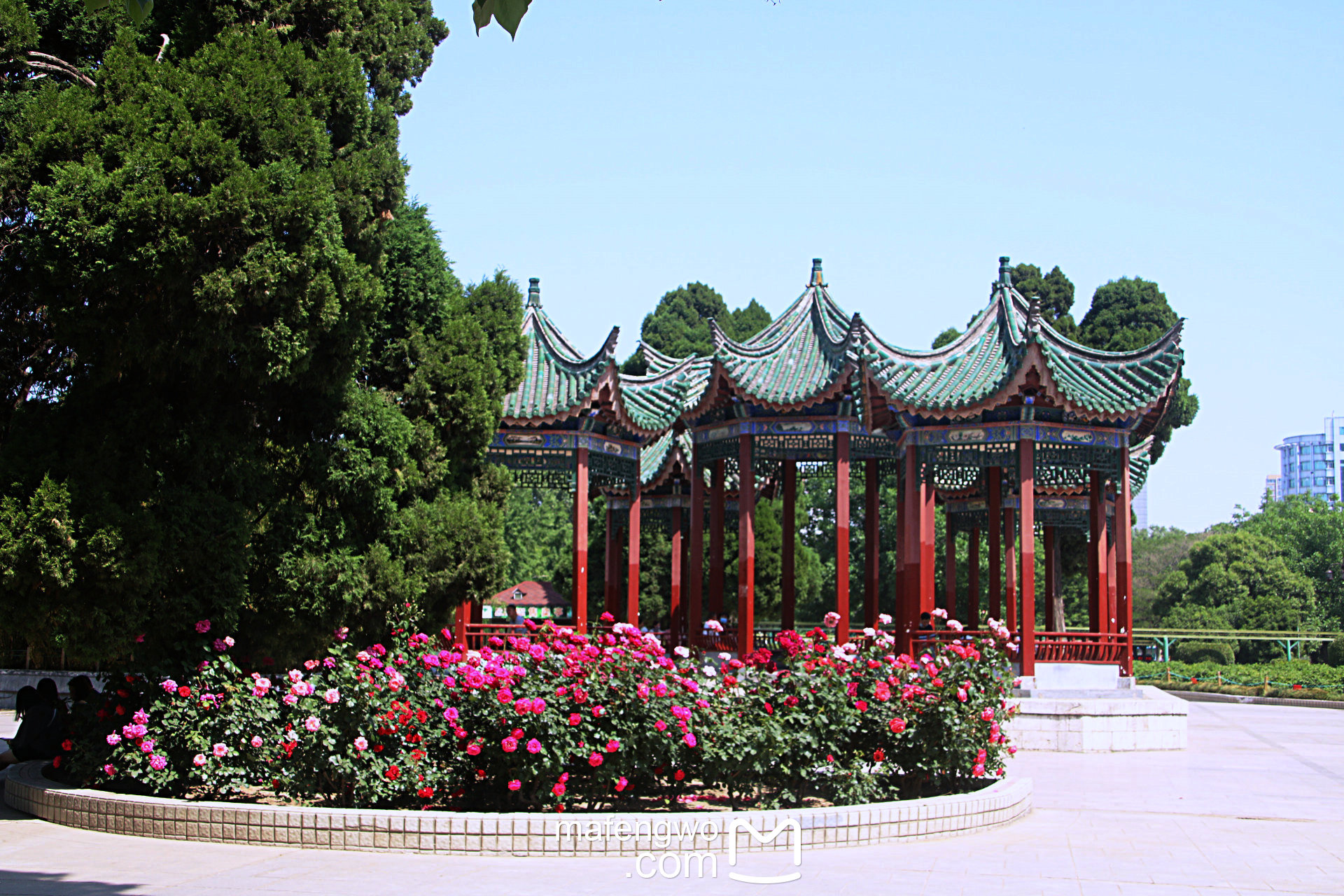 不負春光花開滿園春遊鄭州人民公園