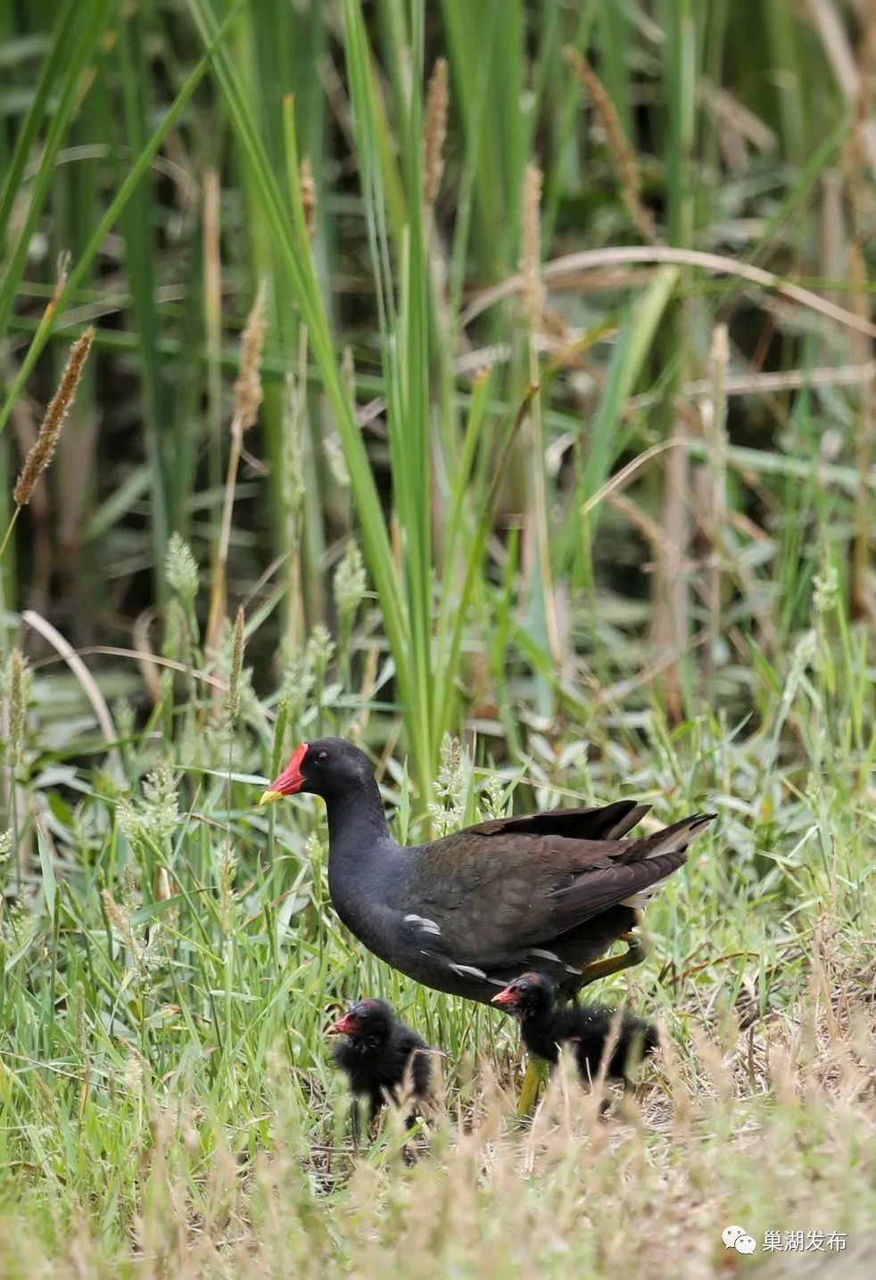 巢湖:稻田铺绿毯,鹭鸟觅食欢 - 马蜂窝