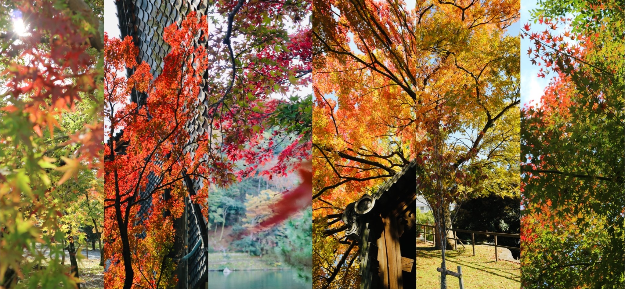 在日本遇见闪闪发亮的秋天 Go Travel
