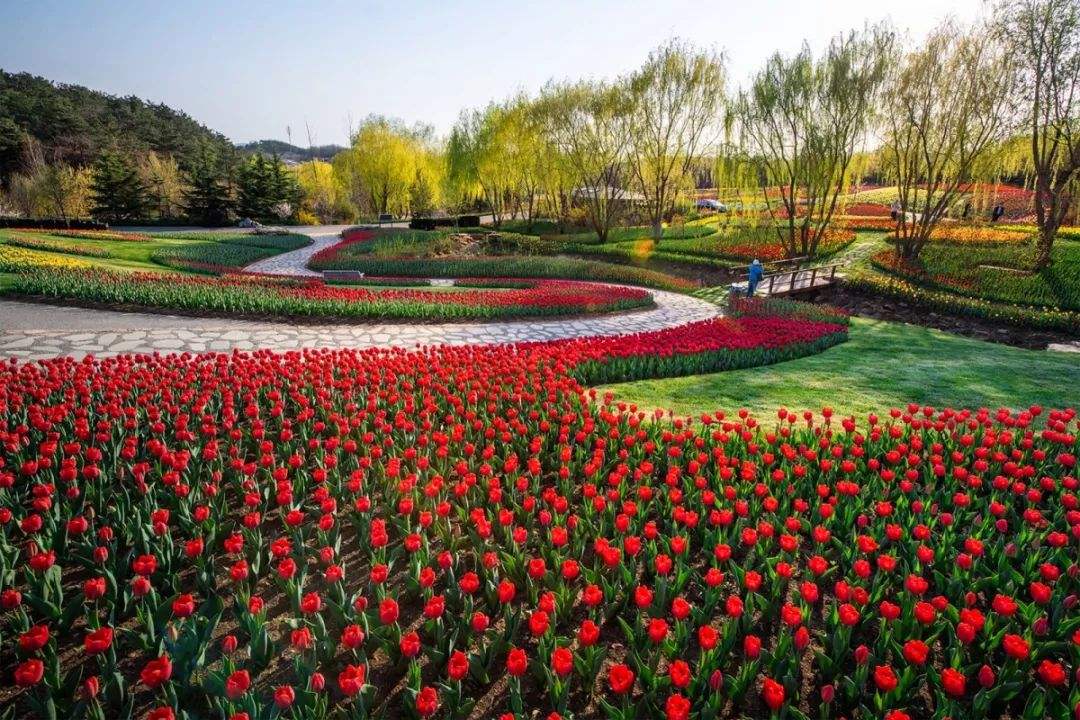 旅順櫻花園 英歌石植物園純玩一日遊(醉美櫻花 賞花季)