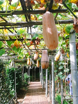 瓜果公园旅游图片,瓜果公园自助游图片,瓜果公园旅游景点照片 - 马